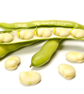 Broad Beans