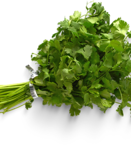 Coriander