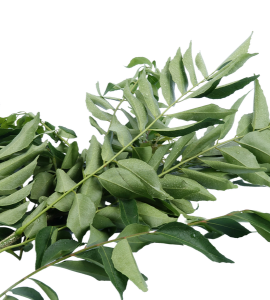 Curry Leaves