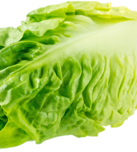 Lettuce Cos